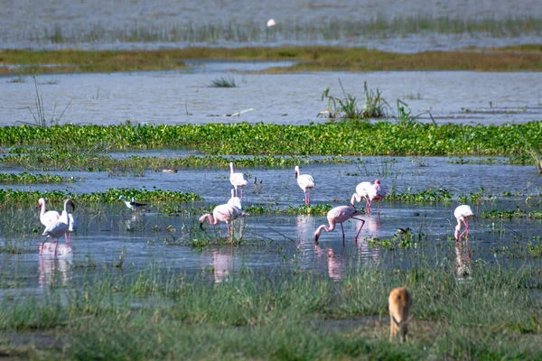 Grupp Flamingos Vid Sjön Magadi Naturskyddsområdet Ngorongoro Krater Safari Konceptet — Stockfoto