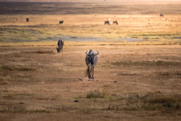 Wildebeest Nelle Praterie Della Ngorongoro Crater Conservation Area Concetto Safari — Foto Stock