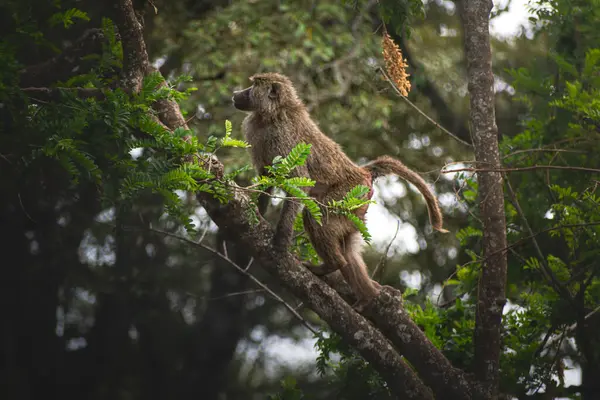 Young Male Baboon Walking Branch Jungle Ngorongoro Tanzania Africa — Foto Stock