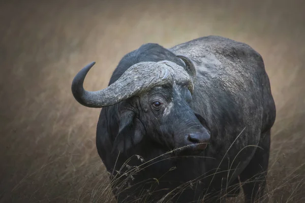Isolierter Afrikanischer Büffel Syncerus Caffer Grasland Der Maasai Mara Wildlife — Stockfoto