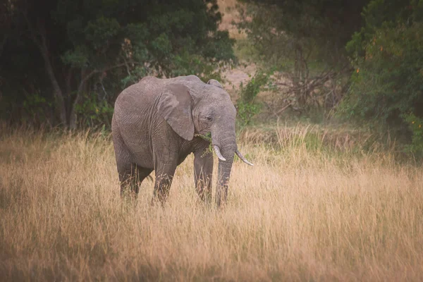 Jovem Elefante Maasai Mara Quênia Tanzânia Conceito Viagem Safári — Fotografia de Stock