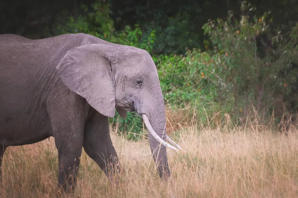 Junger Elefant Maasai Mara Kenia Tansania Reise Und Safarikonzept — Stockfoto