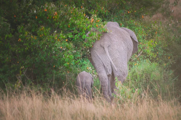 Mother Baby Elephant Maasai Mara Kenya Tanzania Travel Safari Concept — Stockfoto