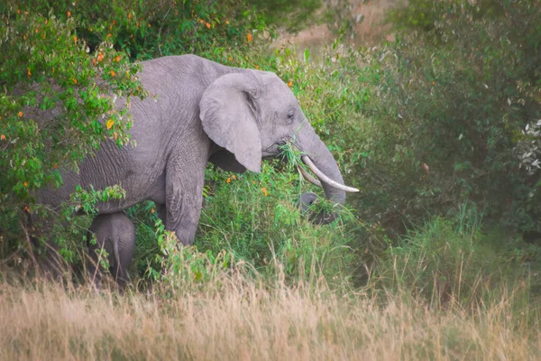 Mother Baby Elephant Maasai Mara Kenya Tanzania Travel Safari Concept — Stock fotografie