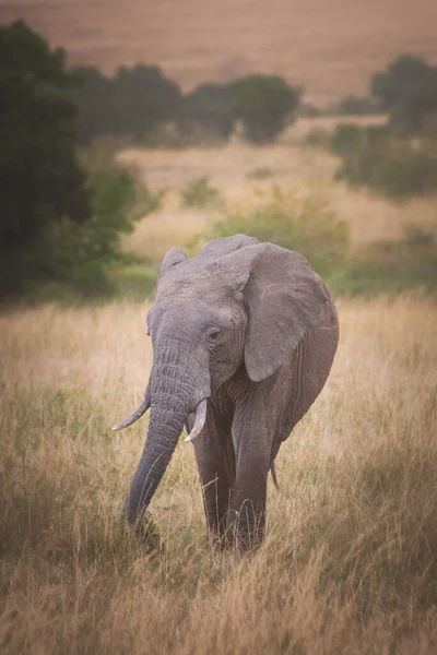 Young Elephant Maasai Mara Kenya Tanzania Travel Safari Concept —  Fotos de Stock