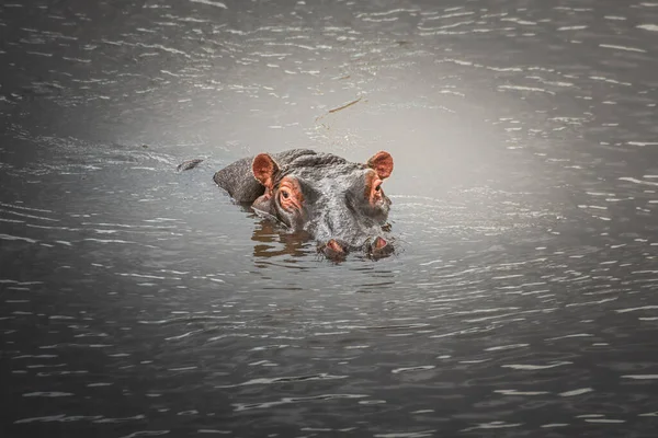 Portret Hipopotama Rzece Mara Koncepcja Safari Maasai Mara Kenia Tanzania — Zdjęcie stockowe