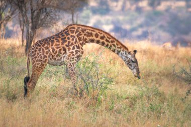 Lone giraffe in Serengeti National Park Tanzania. Travel and safari concept.