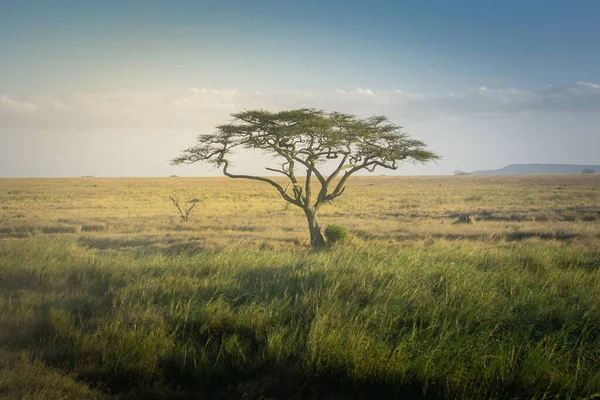 Acacia Tree Vast Grasslands Serengeti National Park Tanzania — Zdjęcie stockowe