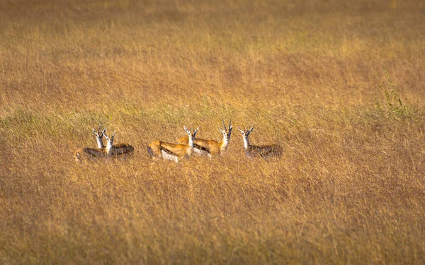 Group Thomson Gazelles Meadow Serengeti National Park Tanzania — Foto Stock