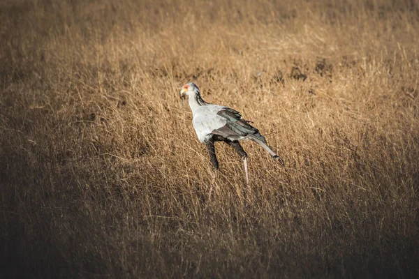 Secretary Bird Grassland Serengeti National Park Tanzania — стокове фото