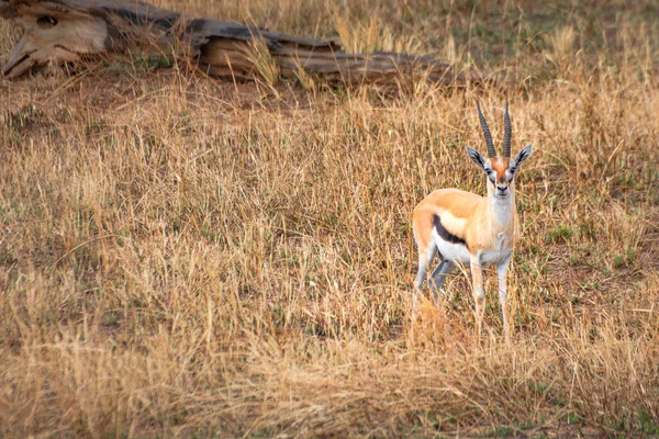 Isolated Thomson Gazelle Prairie Serengeti National Park Tanzania — Foto Stock
