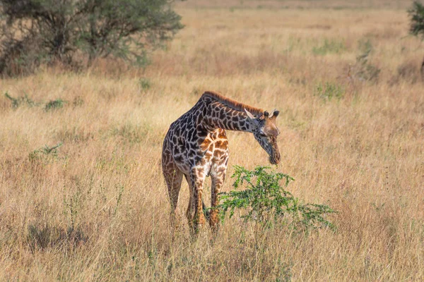 Lone Giraffe Serengeti National Park Tanzania Travel Safari Concept — Φωτογραφία Αρχείου