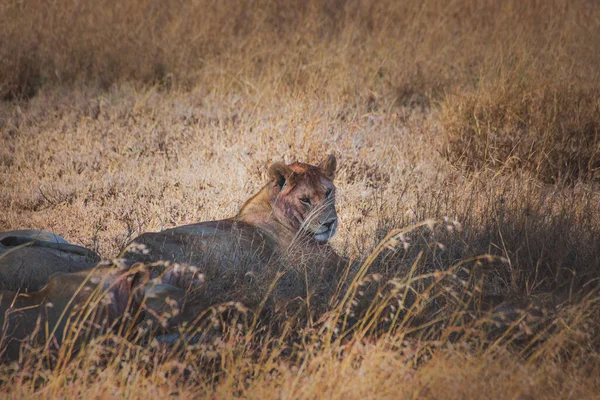 Pride Lionesses Resting Eating Prey Serengeti National Park Tanzania — Foto Stock