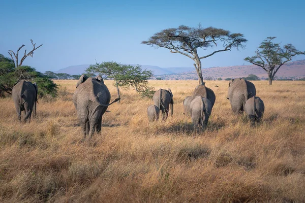 Elephant Herd Serengeti National Park Tanzania Travel Safari Concept — Fotografia de Stock
