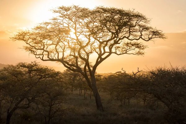 Acacia Trees Backlit Vast Grasslands Serengeti National Park Tanzania — Zdjęcie stockowe
