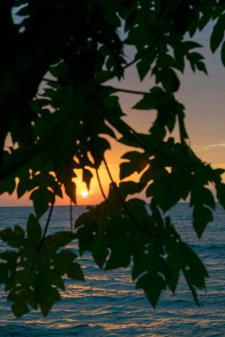 Güneş, günbatımında yapraklar ve ağaç dalları arasında çerçevelenir. Victoria Gölü, Tanzanya.