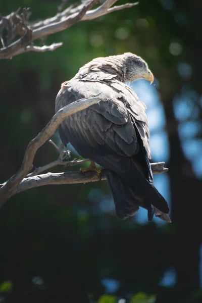 Cometa Negra Posada Sobre Una Rama Árbol Lago Victoria Tanzania —  Fotos de Stock