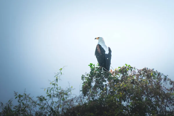 Африканський Орлан Рибалка Сидить Дереві Озеро Вікторія Танзанія — стокове фото