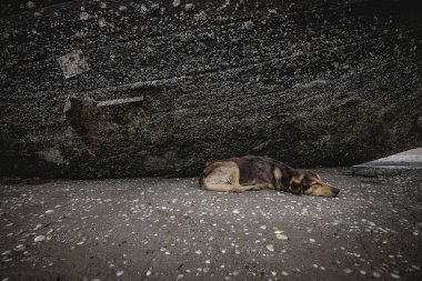 Yalnız köpek ve eski bir tekne