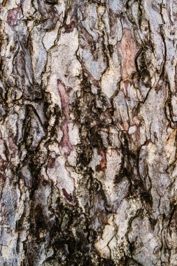 Eski Ağaç Yapısı Arkaplan Şablonu