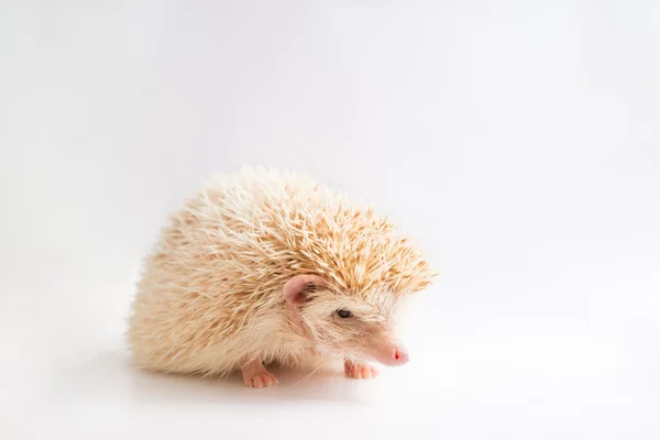 An african pygmy hedgehog on isolated background — Stock Photo, Image
