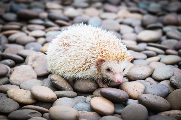 Hedgehog em pilha de rocha — Fotografia de Stock