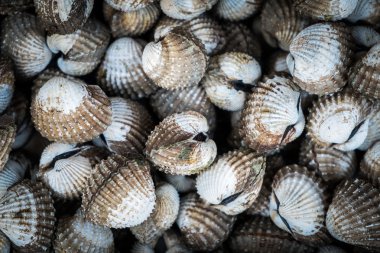 Deniz cockle yığını