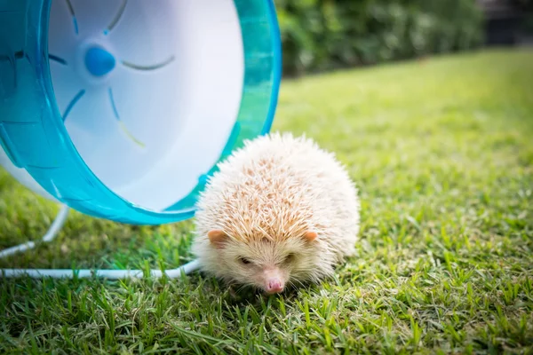 Hedgehog with a blue wheel in a park — Stock Photo, Image