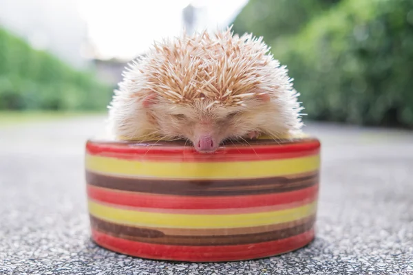 Hedgehog in a bowl — Stock Photo, Image