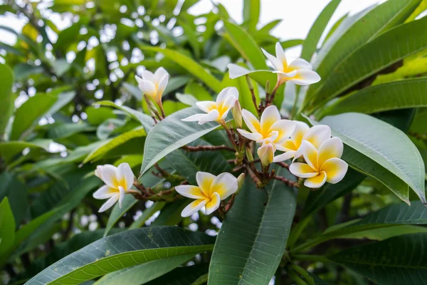 Bande de plumeria dans l'arbre — Photo