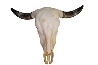 Beyaz arka plan üzerinde izole buffalo skull