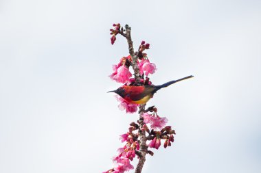 zielony szlak sunbrid na wiśni i sakuraYeşil iz sunbrid kiraz çiçeği ve sakura