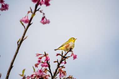 Beyaz Gözlü Kuş Kiraz Çiçeği ve Sakura