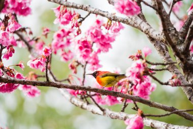 zielony szlak sunbrid na wiśni i sakuraYeşil iz sunbrid kiraz çiçeği ve sakura