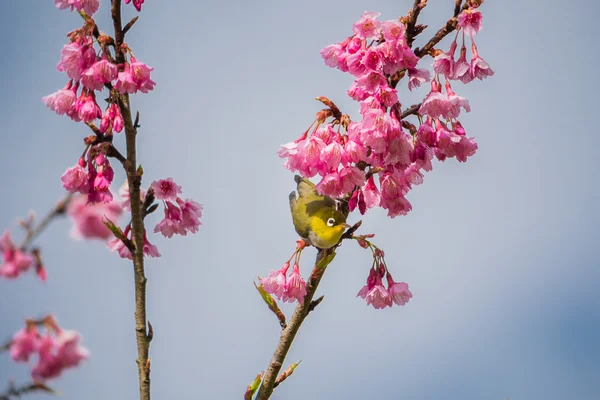 Hvitøyefugl på kirsebærblomst og Sakura – stockfoto