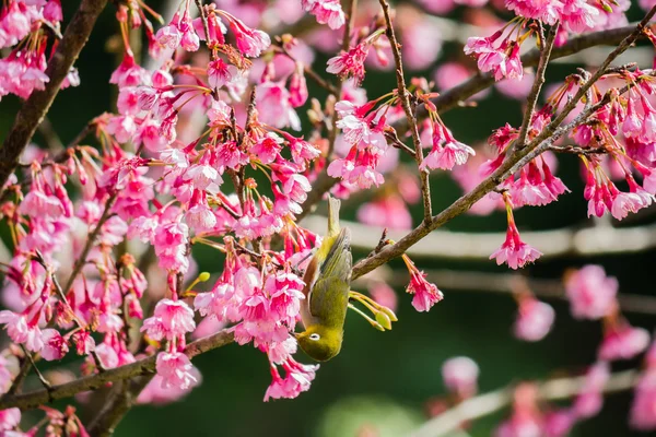 Bílý pták na třešňovém květu a Sakura — Stock fotografie