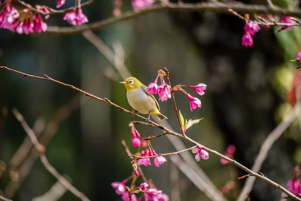 Pájaro de ojo blanco en flor de cerezo y sakura — Foto de Stock