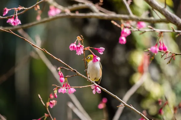 Hvitøyefugl på kirsebærblomst og Sakura – stockfoto