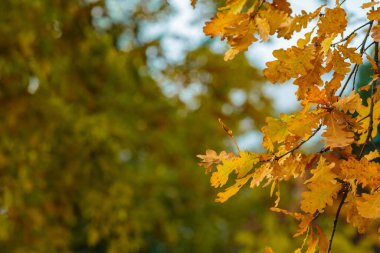 Meşe dalı ile sonbahar arkaplanı