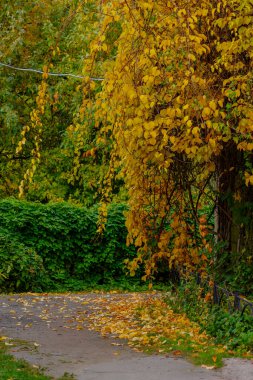  Sonbahar manzarası manzarası 