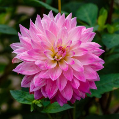 Dahlia Çiçeği Yaklaş