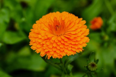 Calendula veya Marigold yakınlaşın.