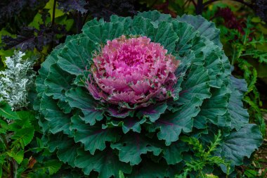 Sonbahar bahçesinde süslü lahana (Brassica oleracea)
