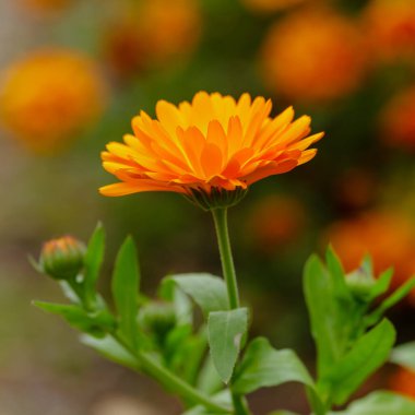 Calendula veya Marigold yakınlaşın.