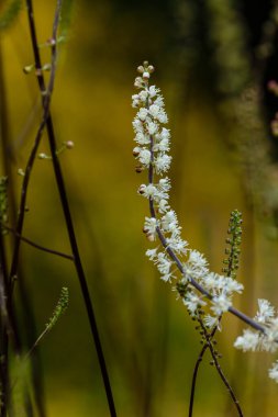 Kurbağa zambağı Tricyrtis hirta çiçeği