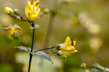 Kirengeshoma Palmata 'daki arı