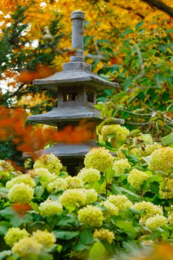 Japonya 'nın sonbahar bahçesinde