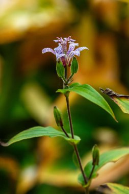Kurbağa zambağı Tricyrtis hirta çiçeği
