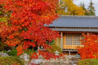  Sonbahar manzarası manzarası 