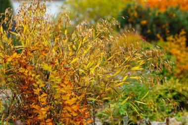 Sonbahar bahçesinde Chasmanthium latifolium
